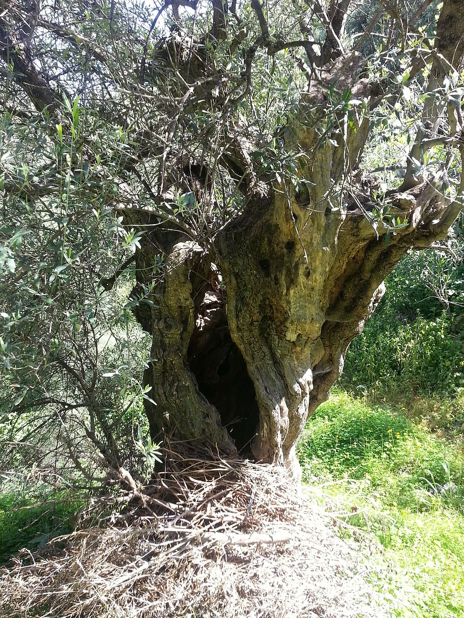 olive tree, mediterranean, old, green, nature, crete, branch HD wallpaper