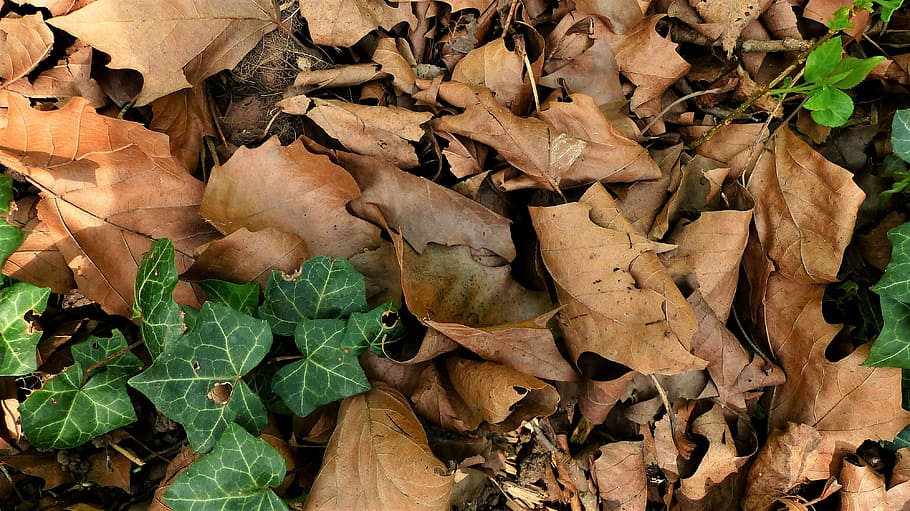 nature, leaf, fall, wood, tree, under wood, forest, plant part HD wallpaper