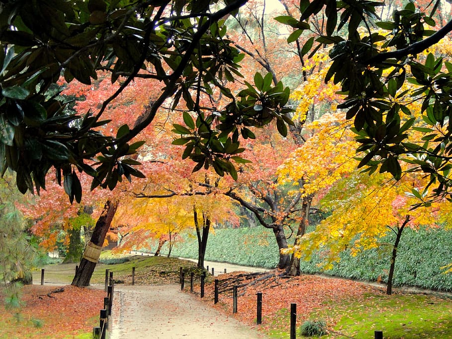 yellow and orange leaf trees during daytime, okayama, japan HD wallpaper
