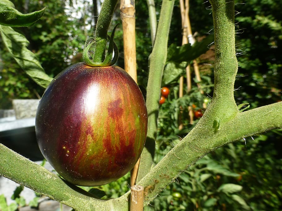 tomatoes, vegetables, garden, plant, food and drink, growth HD wallpaper