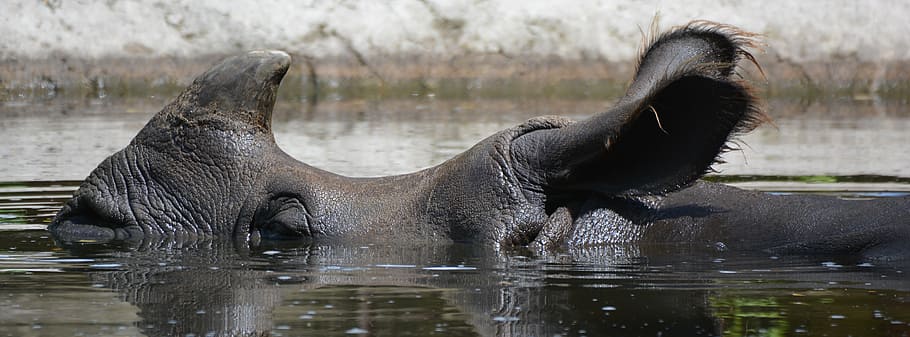 rhinoceros submerged in water, animal, mammal, horn, refreshment