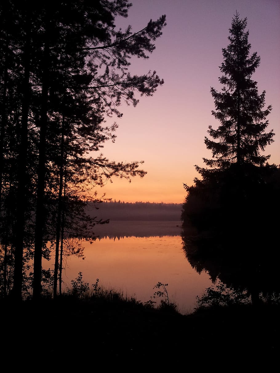 night, forest, river, lake, fog, trees, water, dawn, morning HD wallpaper