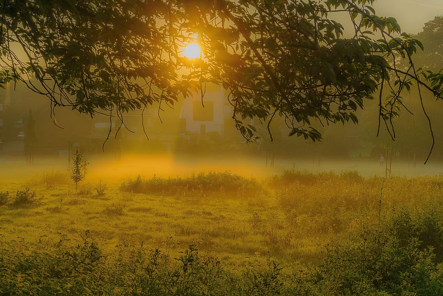 grass field during golden hour, sunrise, fog, tree, morning hour HD wallpaper