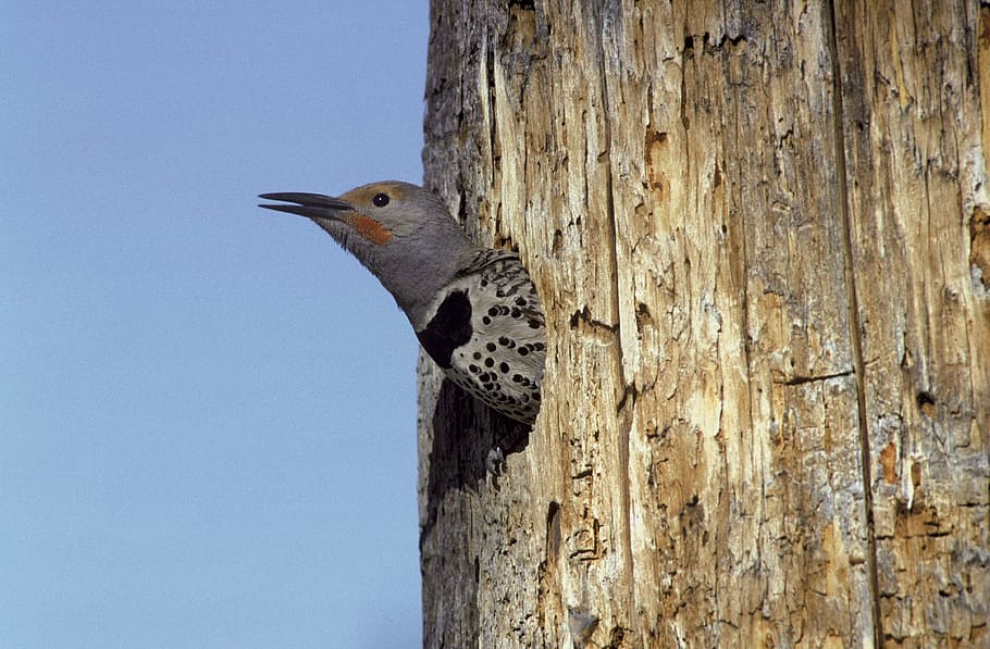 area, nesting, from, head, its, pokes, flicker, northern, birds HD wallpaper