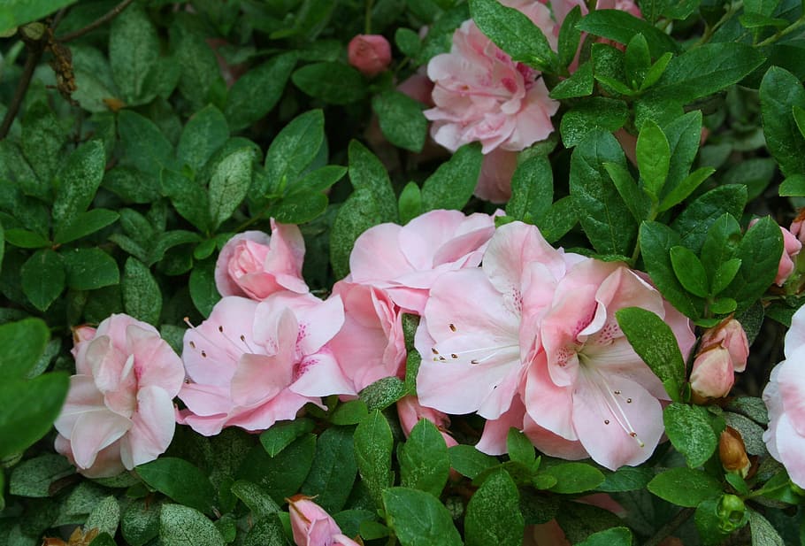 flowers, group, cluster, bunch, pink, spring, azaleas, pink color HD wallpaper