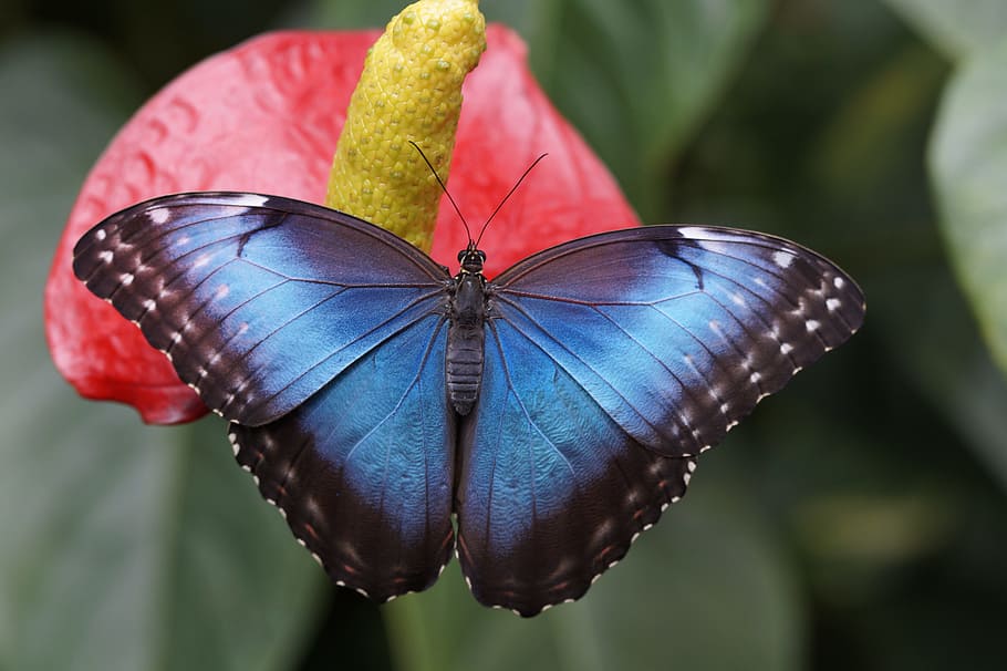 blue morpho butterfly perched on red petaled flower in closeup photography, HD wallpaper