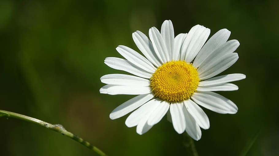 flower, petals, spring, flowering plant, beauty in nature, freshness HD wallpaper