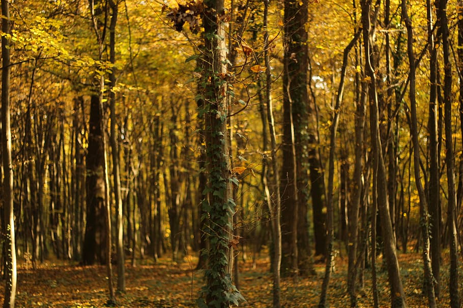 Maksimir Park, yellow leaves forest tree, nature, green, gold HD wallpaper