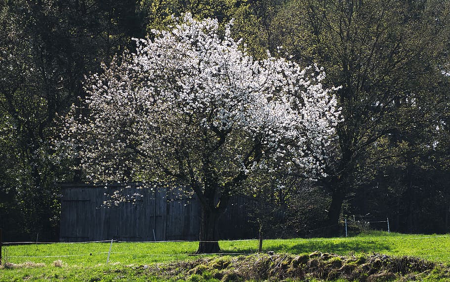 flowers, tree, meadow, grass, nature, spring, landscape, white flowers HD wallpaper