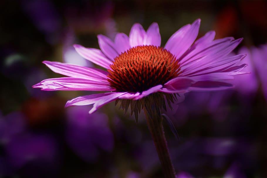 Light, Dawn, Flower, Nature, Sunrise, morning, outdoor, natural HD wallpaper