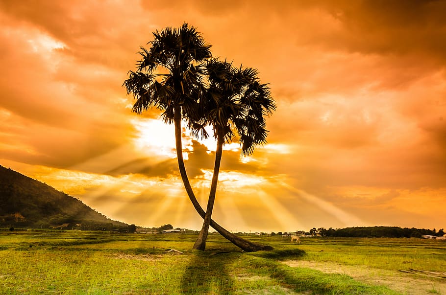silhouette photography of two coconut palm trees during golden hour, HD wallpaper