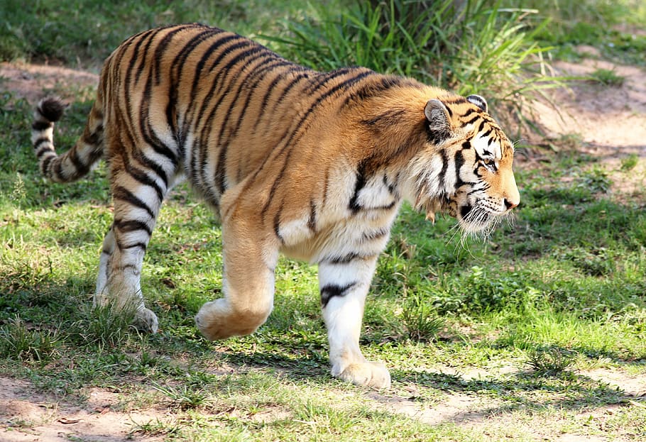 wildlife photography of tiger, looking, walking, zoo, feline HD wallpaper