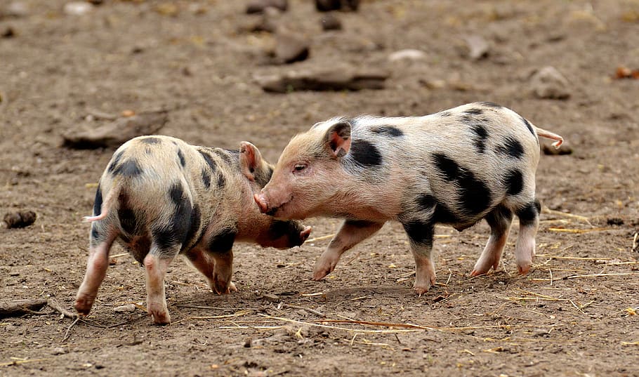 two white-and-black pigs, piglet, small pigs, mini, cute, sweet HD wallpaper