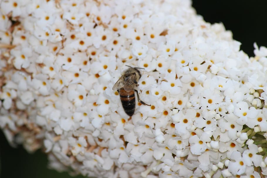 bee, spring, insect, flower, animal, animal wildlife, animal themes HD wallpaper