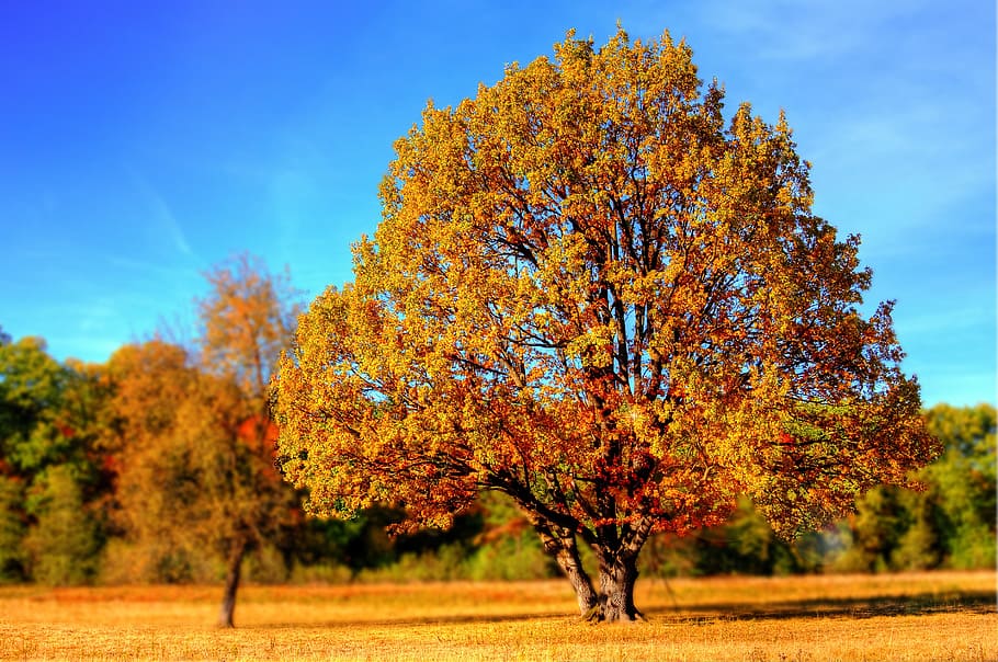 tree with autumn leaves, fall, fall colors, fall leaves, golden autumn HD wallpaper