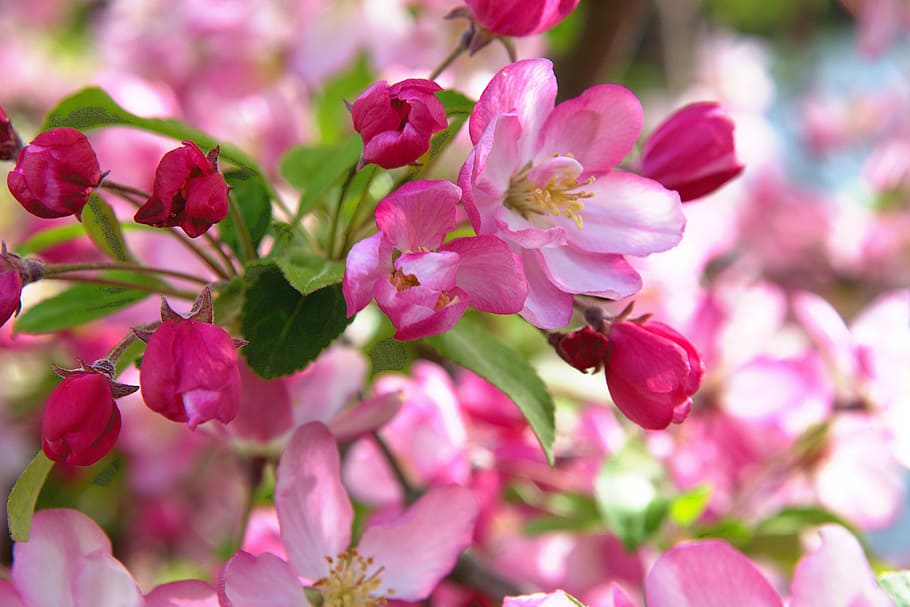 spring, flowers, apple, apple tree, full bloom, red, flowering plant HD wallpaper