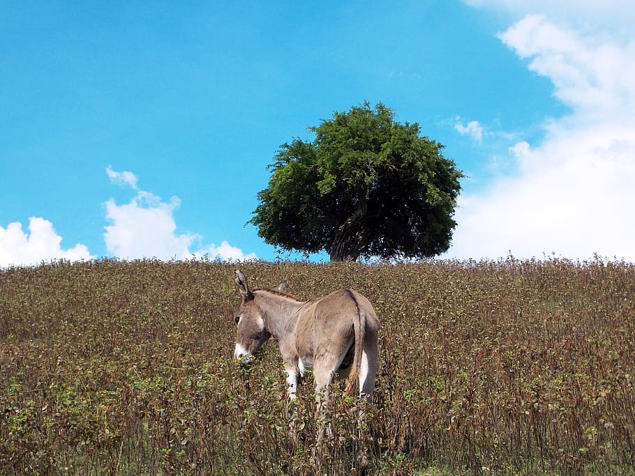 landscape, mountains, fields, white donkey, animal, sky, clouds HD wallpaper