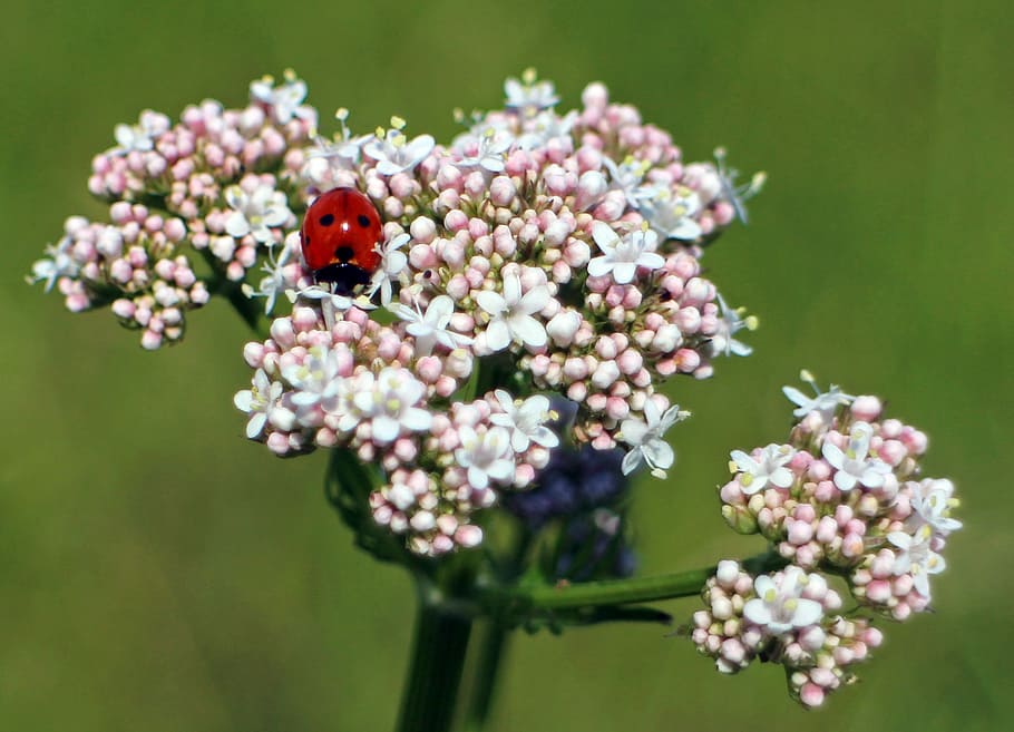 Ladybug, Blossom, Bloom, Beetle, Nature, flower, insect, fauna HD wallpaper