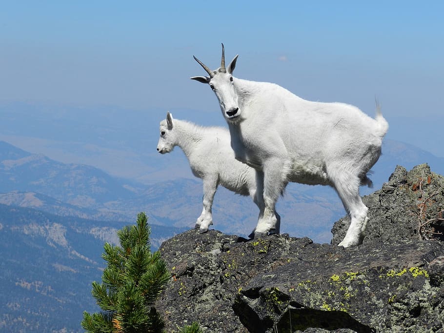 two white four-footed animals on cliff, mountain goats, peak