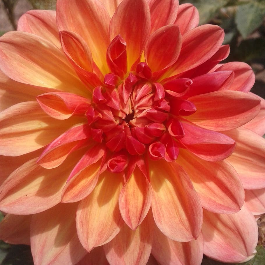 dahlia, orange, flower, flowering plant, petal, beauty in nature HD wallpaper