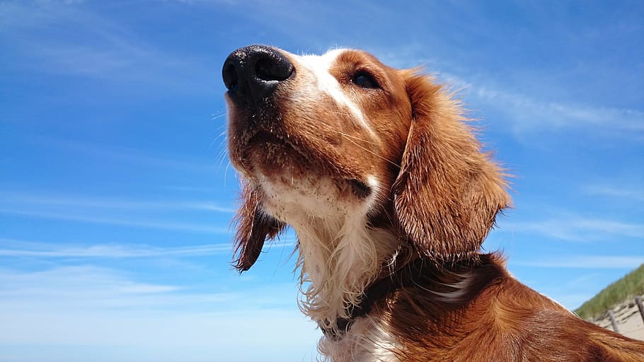 dog, muzzle, enjoy, watch, trace, one animal, mammal, animal themes HD wallpaper