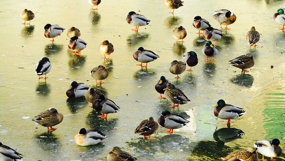 Ducks, Winter, Water, Ice, Animals, Bird, river, nature, reflection HD wallpaper