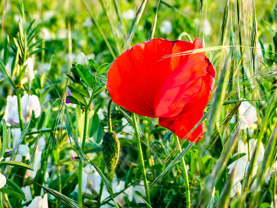 spring, flower, field, poppy, sunshine, spring flower, red flower HD wallpaper