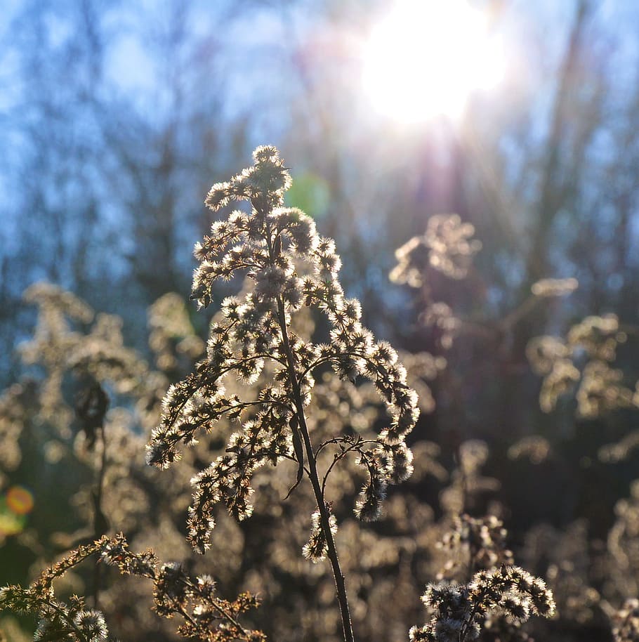 Autumn, Nature, Light, Macro, sunlight, lens flare, day, no people HD wallpaper