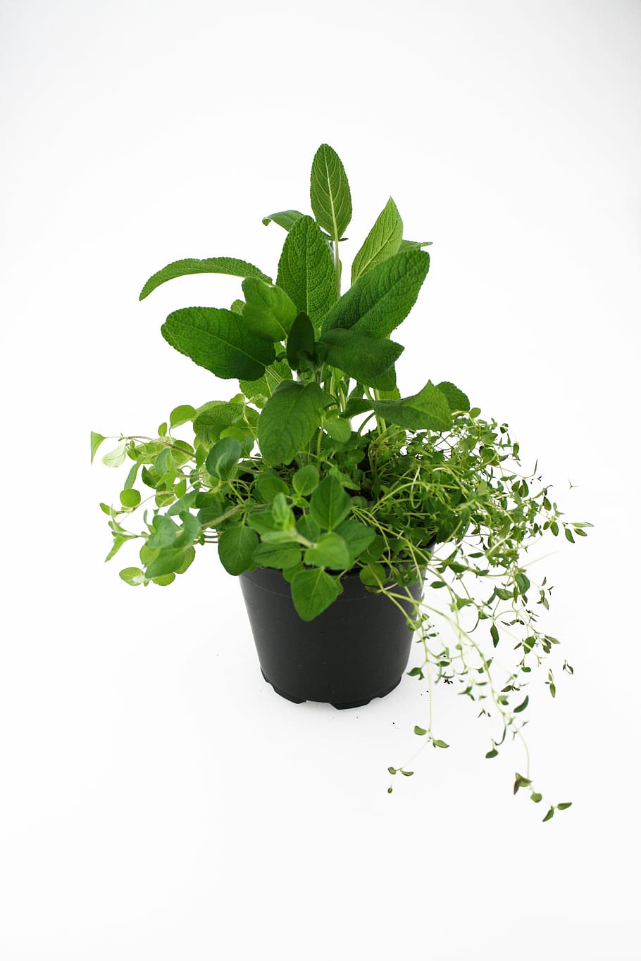 herbs, oregano, thyme, sage, leaf, green Color, plant, freshness, HD wallpaper