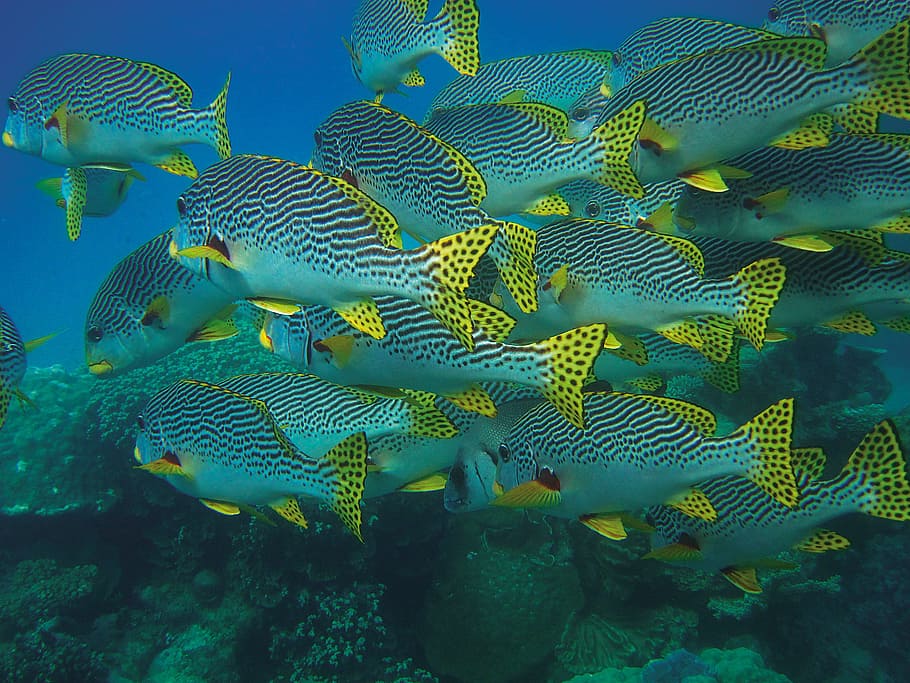 school of gray-black-and-yellow sea fish, fish swarm, underwater