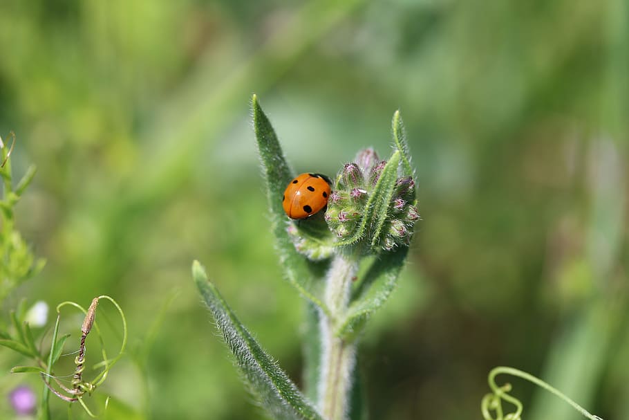 ladybug, beetle, nature, macro, insect, animal, plant, grass HD wallpaper