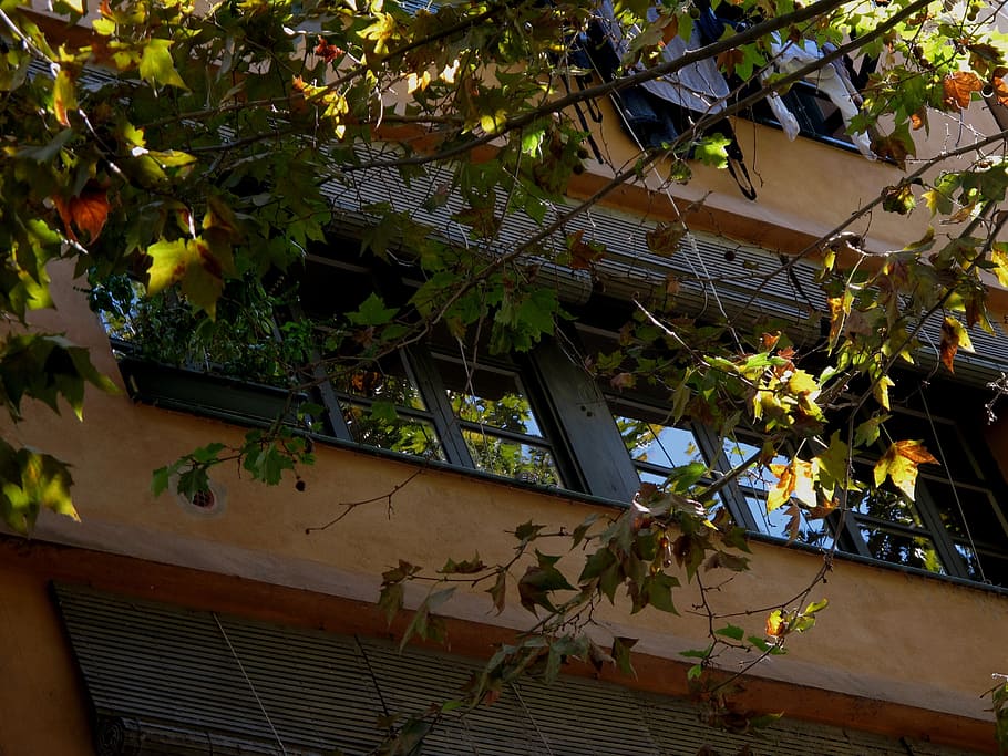window, reflection, branches, leaves, tan-colored, girona, spain HD wallpaper