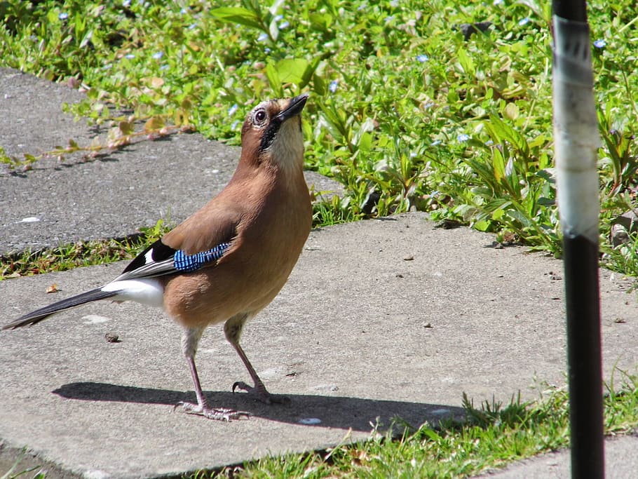 blue-jay, bird, feeder, feather, plumage, nature, wildlife HD wallpaper