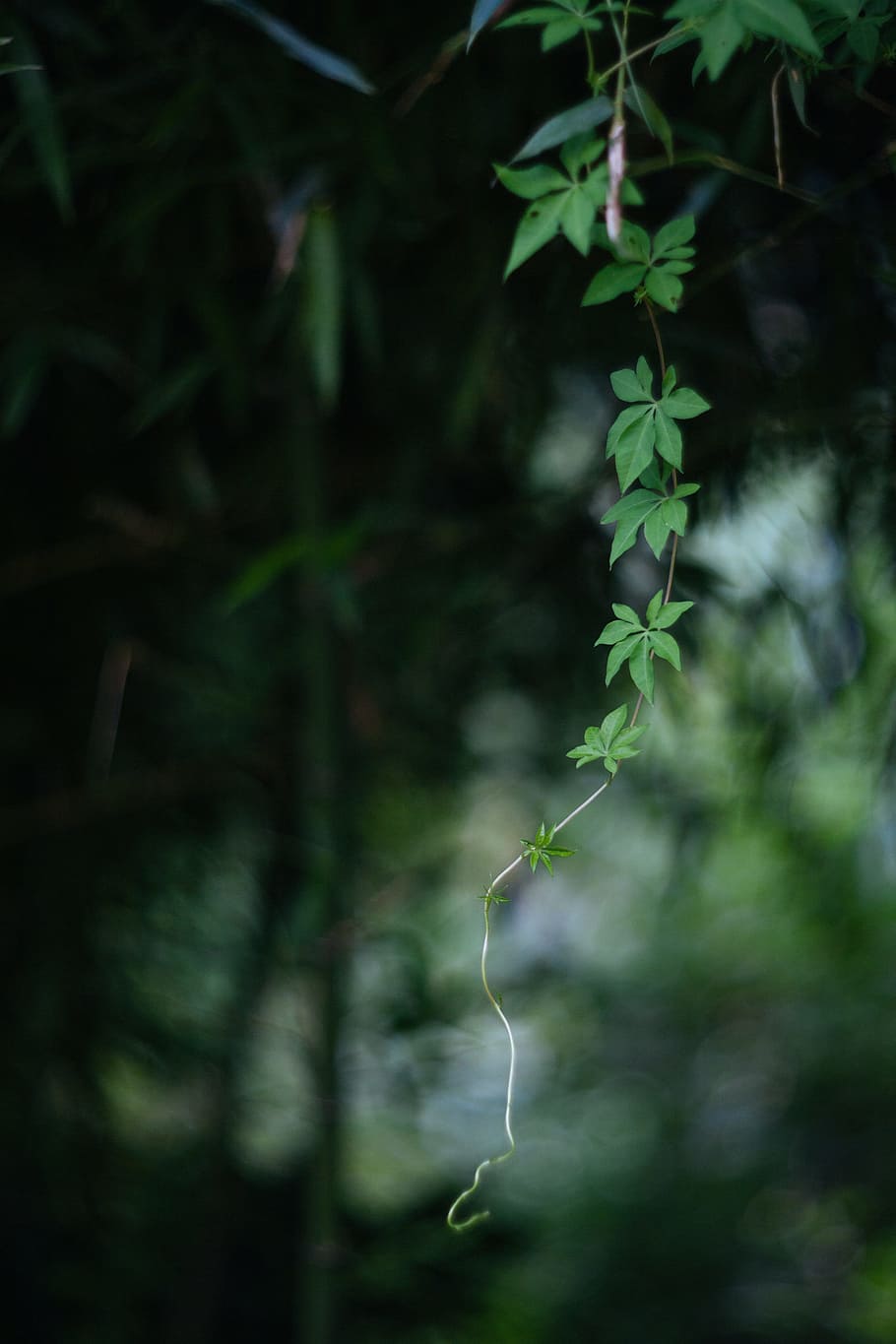 Leaf, Tree, Forest, Green, Blade, nature, plant, green Color HD wallpaper