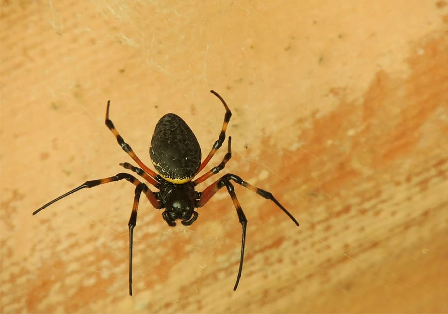 spider, web, arachnid, animal themes, animal wildlife, invertebrate HD wallpaper