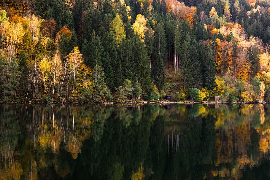 calm lake with brown trees and wooden dock, forest, forest landscape HD wallpaper