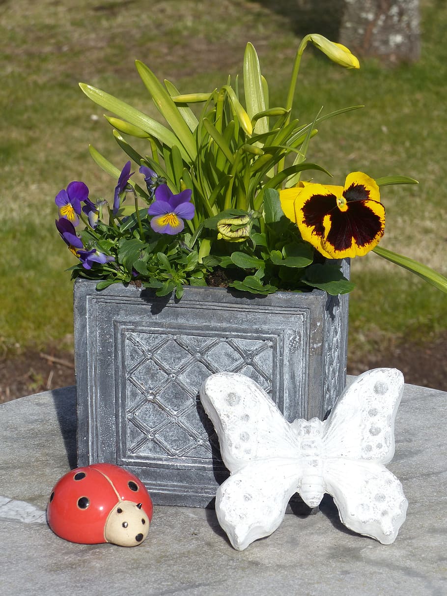 Flowers, Spring, Pot, Garden, Table, grass, butterfly, ladybug HD wallpaper