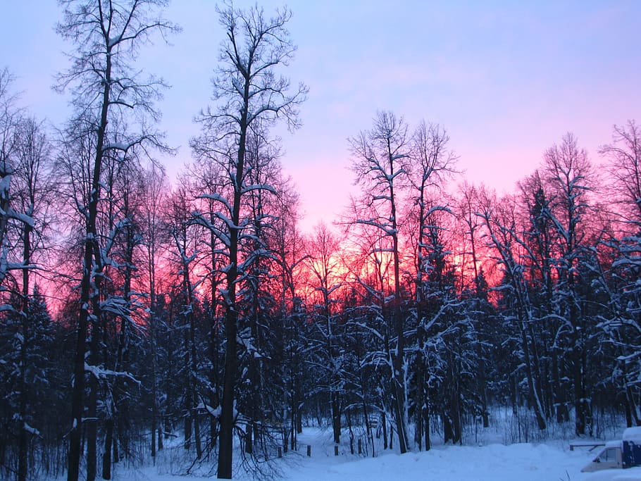 evening, sunset, red, silhouette, trees, sunset sky, snow, winter HD wallpaper