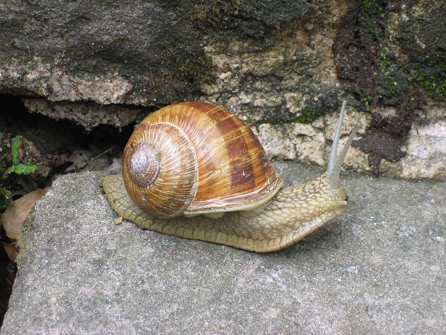 snail, away, shell, stone, animal wildlife, animal themes, animals in the wild HD wallpaper