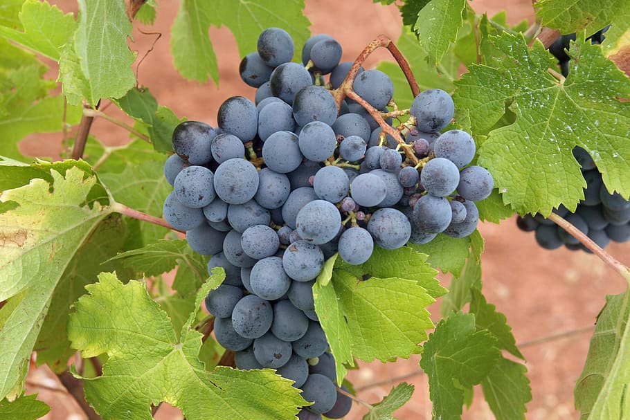 grapes, black, fruit, vineyard, agriculture, ripe, grapevine HD wallpaper