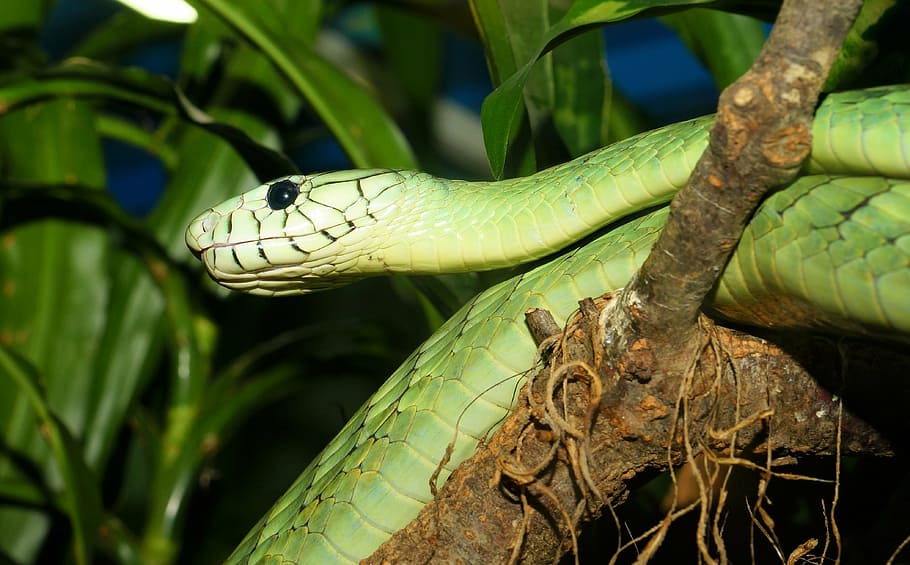 green snake at the tree, green mamba, dangerous, scale, creature