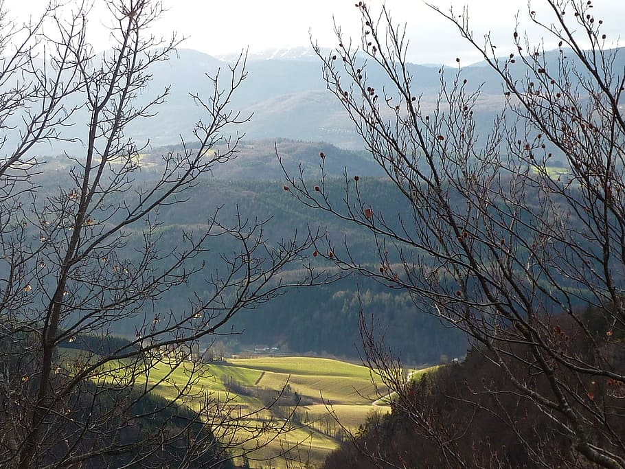 Tree, Nature, Branch, landscape, scenics, outdoors, landscapes HD wallpaper
