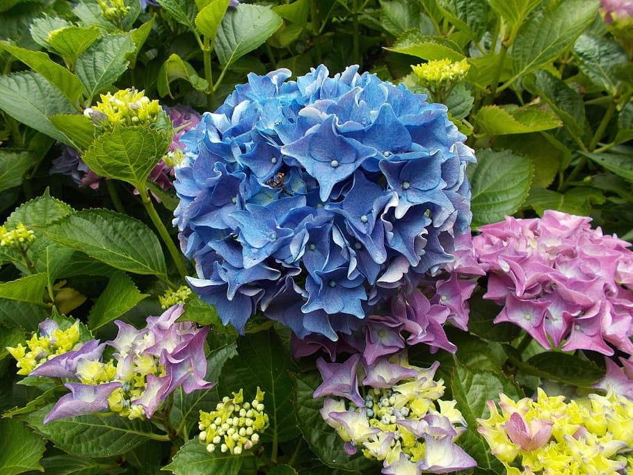 Hydrangea, Blue, Flower, Flower, Garden, Blossom, bloom, nature HD wallpaper