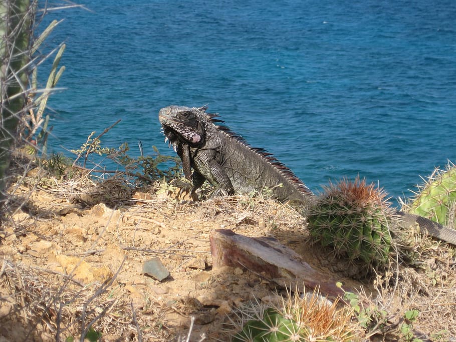 iguana, dragon, lizard, giant lizard, british virgin islands HD wallpaper