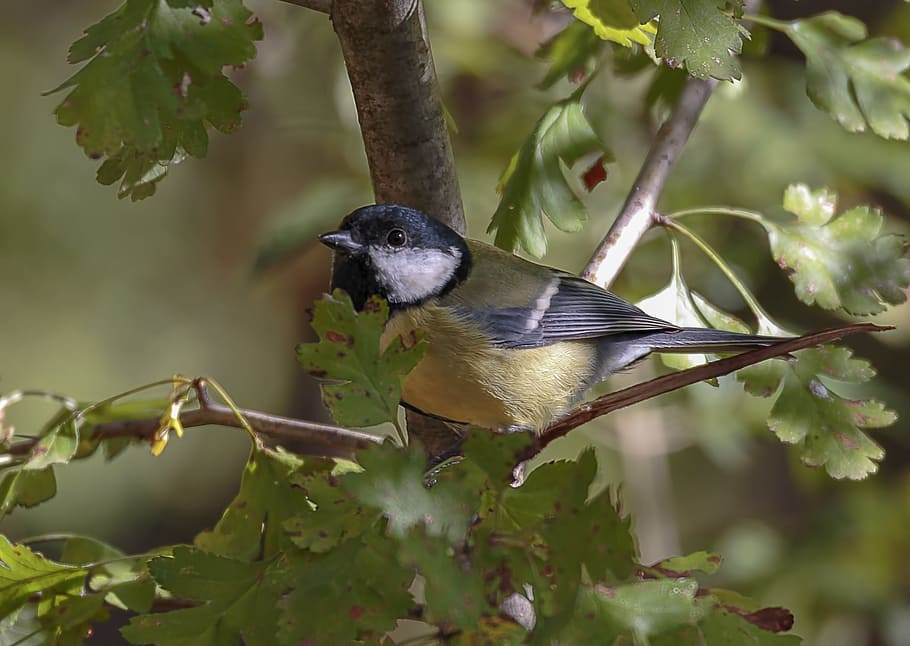 nature, aves, outdoors, tree, animals, small, songbird, environment HD wallpaper