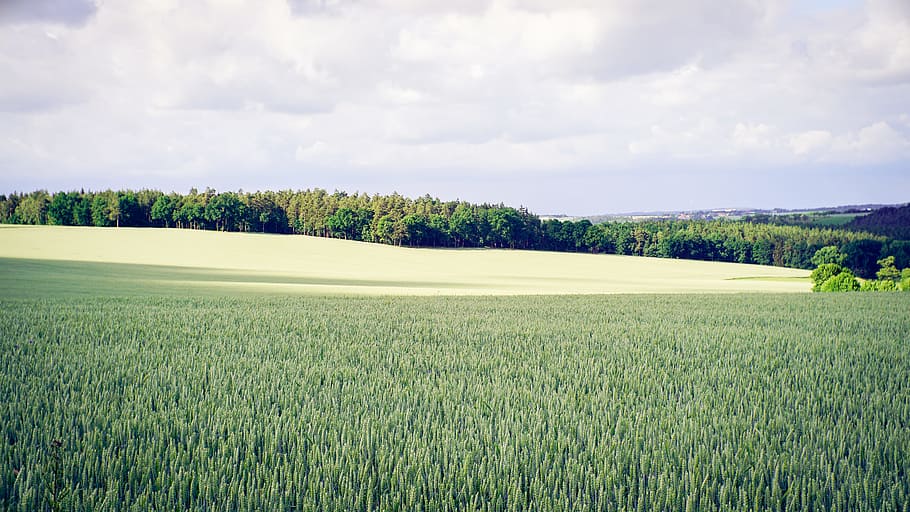 landscape photography of grass and trees, green grass field far away from trees HD wallpaper