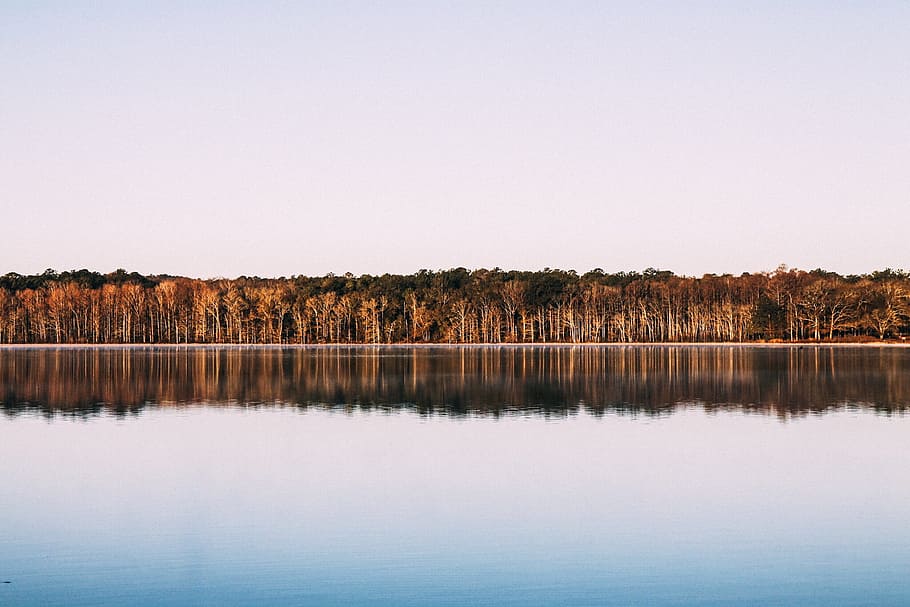 photo of a body of water, panoramic photo of brown trees and river during daytime HD wallpaper