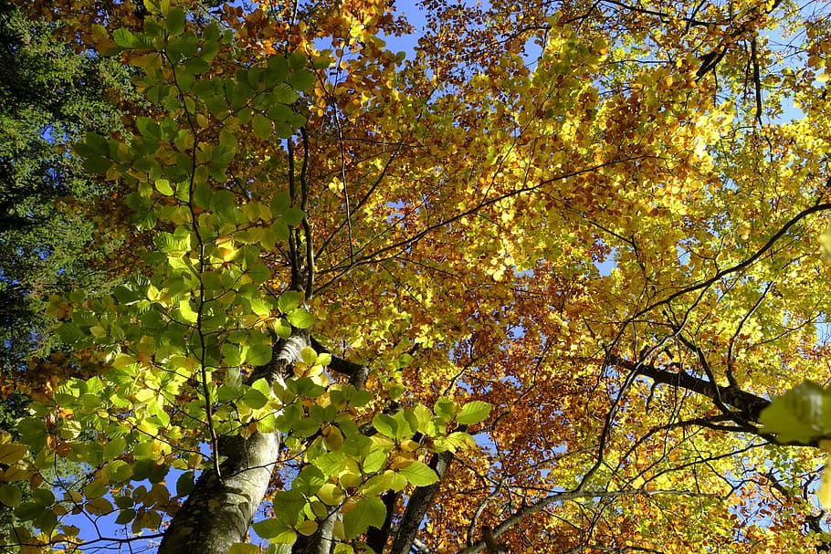 HD wallpaper: tree, autumn, leaves, fall foliage, golden autumn, nature,  transience