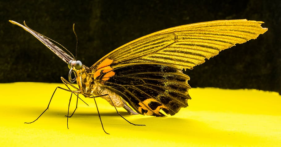 butterfly, insect, nature, butterfly - Insect, animal, animal Wing HD wallpaper