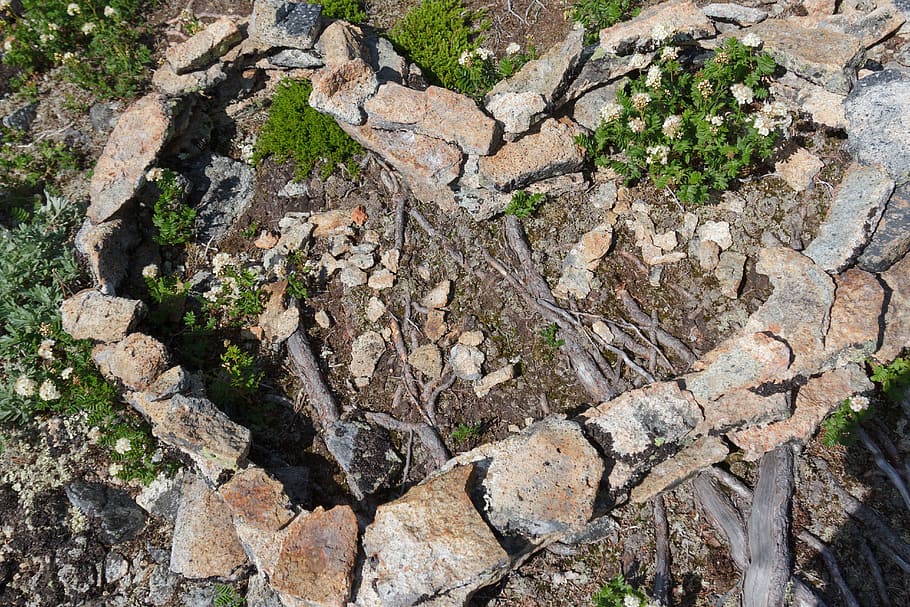 Heart, Stone, Nature, Root, Vegetables, root vegetables, land HD wallpaper